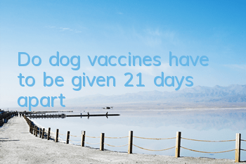 Do dog vaccines have to be given 21 days apart?