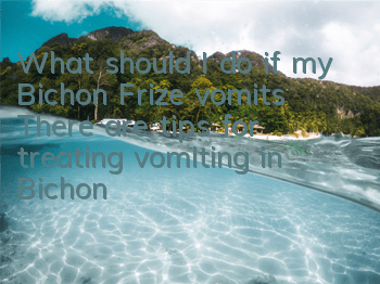 What should I do if my Bichon Frize vomits? There are tips for treating vomiting in Bichon Frize dogs