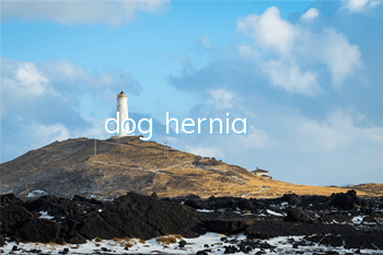 dog hernia