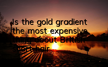 Is the gold gradient the most expensive thing about British short hair?