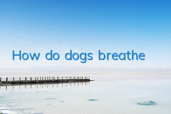 How do dogs breathe?