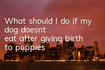 What should I do if my dog ​​doesn’t eat after giving birth to puppies?