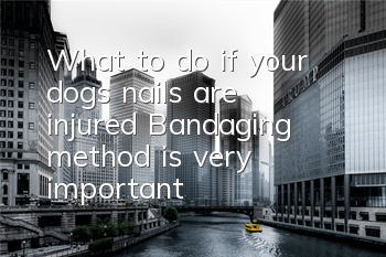 What to do if your dog’s nails are injured? Bandaging method is very important