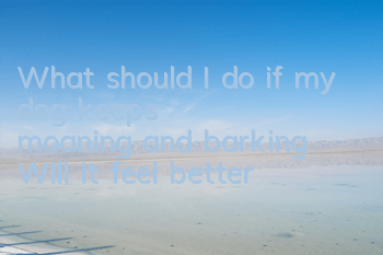 TWhat should I do if my dog ​​keeps moaning and barking? Will it feel better?