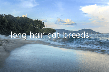 long hair cat breeds