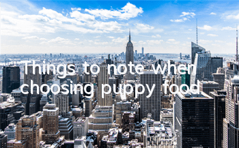 TThings to note when choosing puppy food
