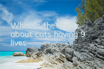 What is the truth about cats having 9 lives?