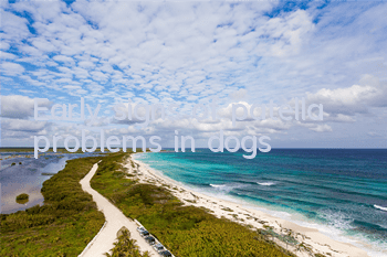 Early signs of patella problems in dogs