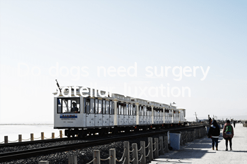 Do dogs need surgery for patellar luxation?