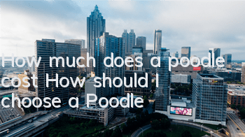 How much does a poodle cost? How should I choose a Poodle?