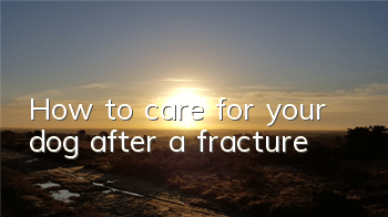 How to care for your dog after a fracture