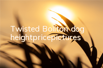 Twisted Boliton dog height_price_pictures