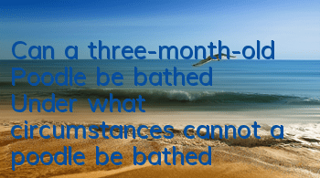 Can a three-month-old Poodle be bathed? Under what circumstances cannot a poodle be bathed?