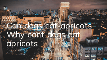 Can dogs eat apricots? Why can’t dogs eat apricots?