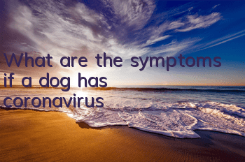 TWhat are the symptoms if a dog has coronavirus?
