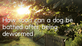 How soon can a dog be bathed after being dewormed?