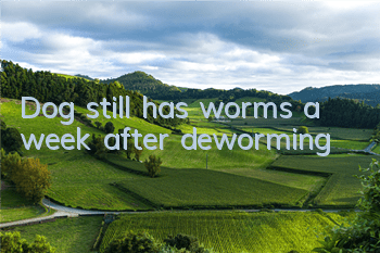 Dog still has worms a week after deworming