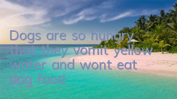 Dogs are so hungry that they vomit yellow water and won’t eat dog food