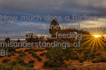 How much does a Bichon Frize eat in one meal? What are the feeding misunderstandings of Bichon Frize?