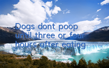 Dogs don’t poop until three or four hours after eating