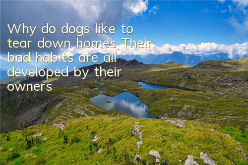 Why do dogs like to tear down homes? Their bad habits are all developed by their owners