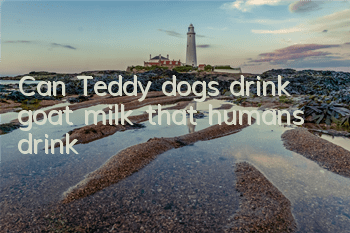 TCan Teddy dogs drink goat milk that humans drink?