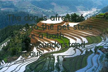The dog is afraid of going to the pet store to take a bath. Don’t misunderstand it because it is disobedient.