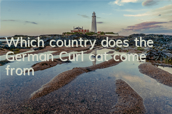Which country does the German Curl cat come from?