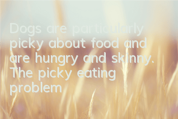 Dogs are particularly picky about food and are hungry and skinny. The picky eating problem must be solved in time!