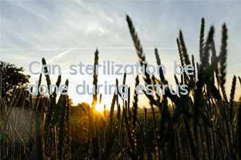 Can sterilization be done during estrus?