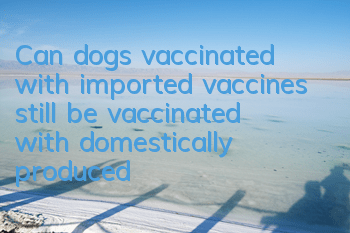 TCan dogs vaccinated with imported vaccines still be vaccinated with domestically produced vaccines?