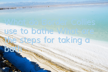 What do Border Collies use to bathe? What are the steps for taking a bath?