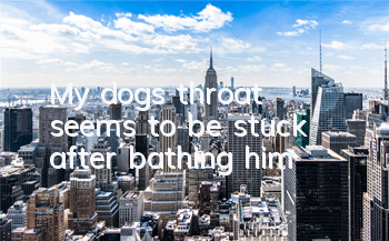 TMy dog's throat seems to be stuck after bathing him