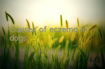 Causes of eczema in dogs