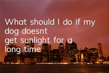 What should I do if my dog ​​doesn’t get sunlight for a long time?