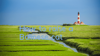 How to raise a Balinese cat