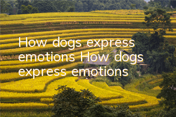 How dogs express emotions How dogs express emotions