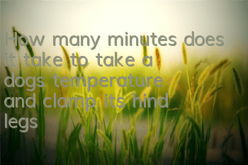 How many minutes does it take to take a dog’s temperature and clamp its hind legs?
