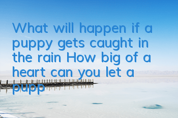 What will happen if a puppy gets caught in the rain? How big of a heart can you let a puppy get caught in the rain?