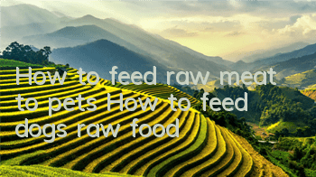 How to feed raw meat to pets How to feed dogs raw food