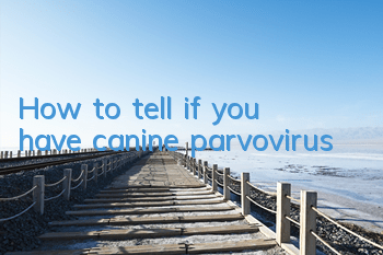 THow to tell if you have canine parvovirus