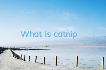 What is catnip