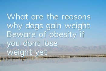 What are the reasons why dogs gain weight? Beware of obesity if you don’t lose weight yet