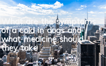TWhat are the symptoms of a cold in dogs and what medicine should they take?