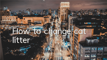 How to change cat litter