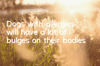 Dogs with allergies will have a lot of bulges on their bodies