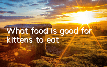 What food is good for kittens to eat?