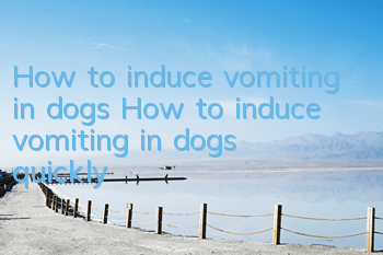 How to induce vomiting in dogs How to induce vomiting in dogs quickly