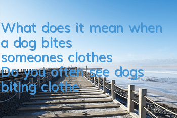 What does it mean when a dog bites someone’s clothes? Do you often see dogs biting clothes?