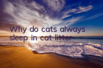Why do cats always sleep in cat litter?